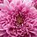 Pink Chrysanthemum Flower