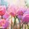 Pink Spring Desktop Wallpaper