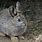 Pygmy Rabbit Habitat
