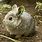 Pygmy Rabbit Pet