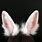 Real Bunny Ears