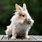 Smallest Dwarf Rabbit