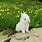 Super Cute White Baby Bunny
