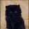 Teacup Cat Black