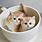 Teacup Cats