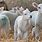 Weaned Lambs