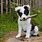 White Border Collie Puppy