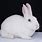 White Mini Rex Rabbit