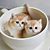 Cute Little Teacup Kittens