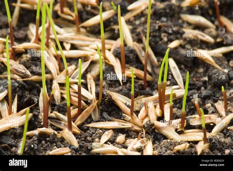 grass germination time