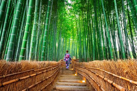 Arashiyama Forest Walk