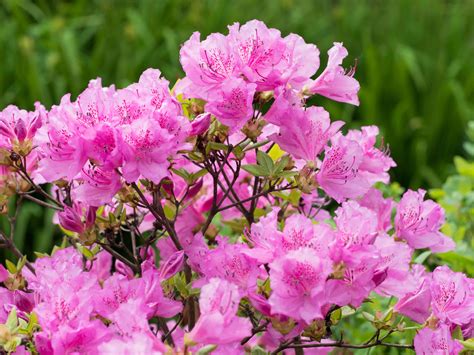 Nama Bunga dalam Bahasa Jepang: Azalea
