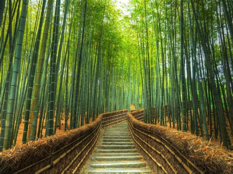 Bamboo japenese garden
