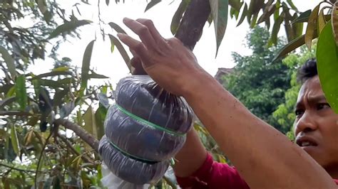 Cara Cangkok Durian