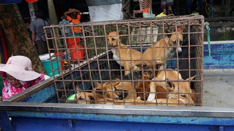 Tahapan Budidaya Ternak Kesayangan di Indonesia