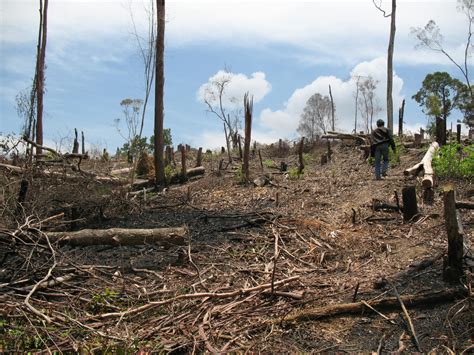 Erosi Tanah Akibat Deforestasi