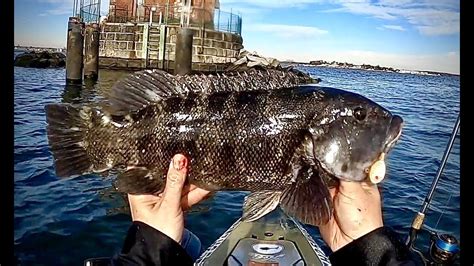 Fishing Blackfish Long Island Sound
