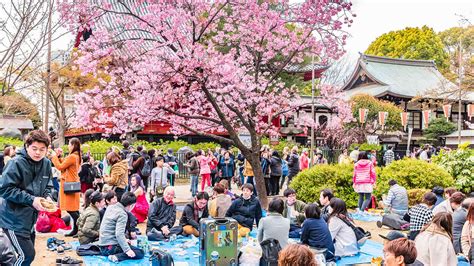 Hanami Festival