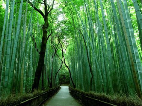 Hutan Bambu Sagano
