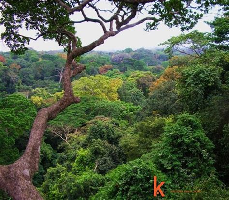 Hutan Hujan Tropis Indonesia