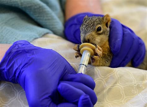 Injured Wildlife Rehabilitation