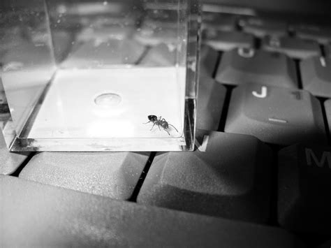 Jauhkan Laptop dari Sarang Semut