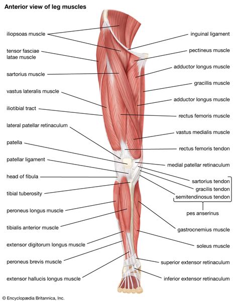 Otot-otot Panggul dan Kaki
