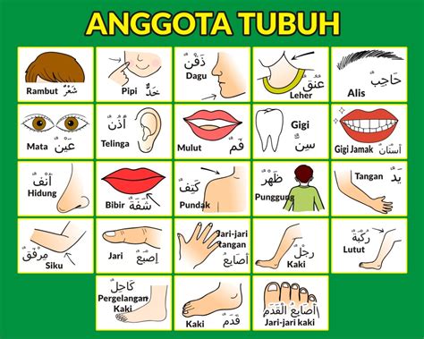 Pentingnya Mengetahui Organ dalam Tubuh Manusia dalam Bahasa Arab