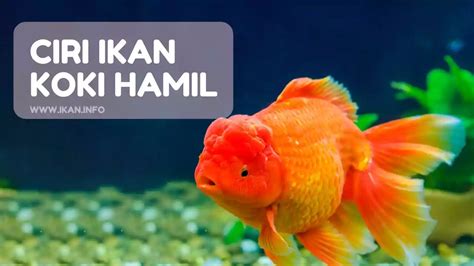 Perubahan Perilaku pada Ikan