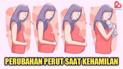 Struktur tubuh ibu hamil
