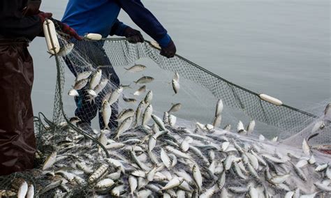 Tafsir Mimpi Menangkap Ikan Indonesia