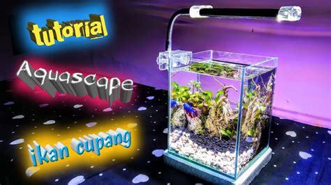 Tempat ikan cupang sederhana