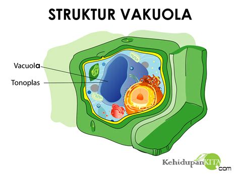 Vakuola