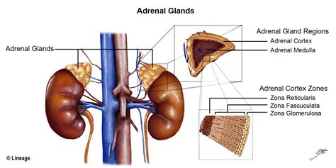 Hormon Kelenjar Adrenal: Pengertian, Fungsi, dan Gangguan yang Sering Terjadi