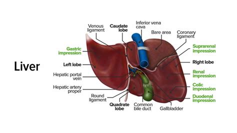anatomi hati