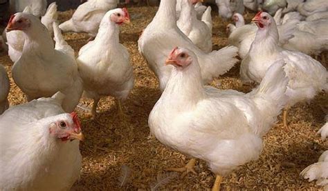 Desain Kandang Ayam Broiler Modern untuk Ternak Terbaik di Indonesia