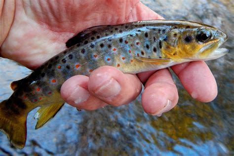 Brown Trout