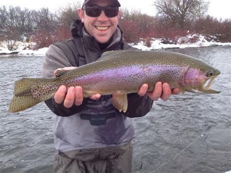 Rainbow Trout in Henry's Fork