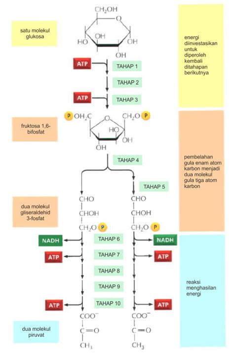 Glikolisis Tahap