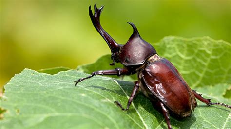 hama kumbang