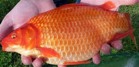 Ternak Ikan Mas Taiwania di Indonesia: Peluang Bisnis Menjanjikan