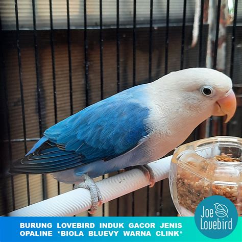 Jual Burung Lovebird