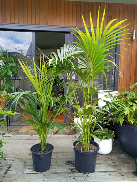 Kentia Palm