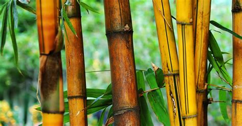 Nai Bambu