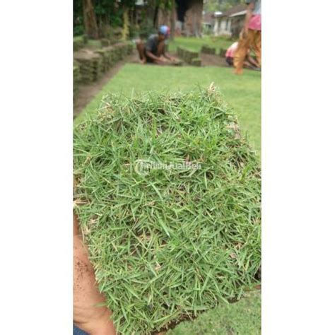 Kandungan Nutrisi Rumput Jepang Siap Tanam