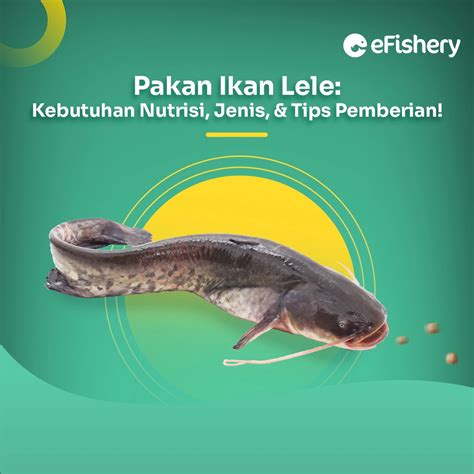 Pakan Ikan Seimbang