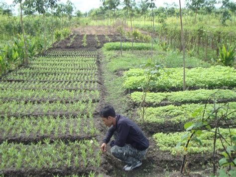 Pertanian di Kalimantan Tengah