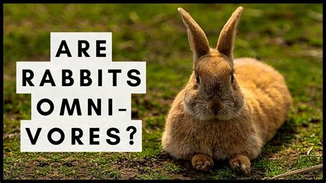 Rabbits Omnivores