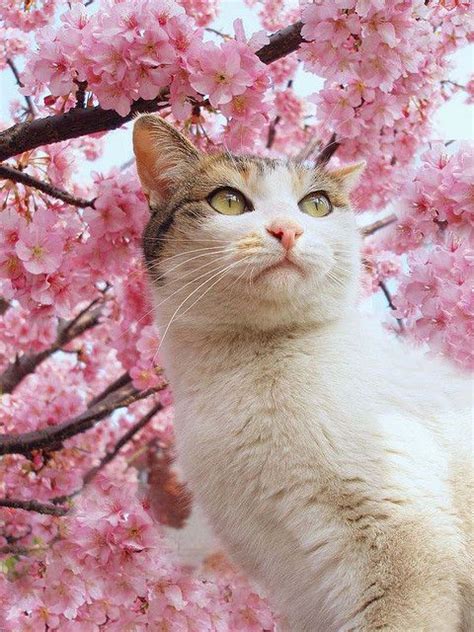 Sakura Kitten