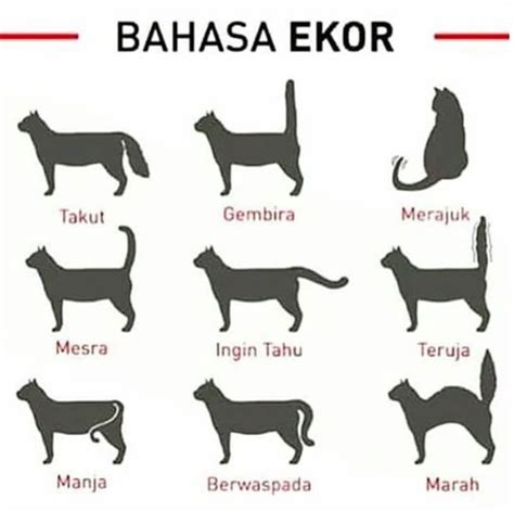 Simbol bahasa kucing